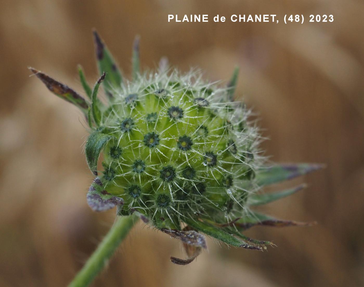 Scabious, Field fruit